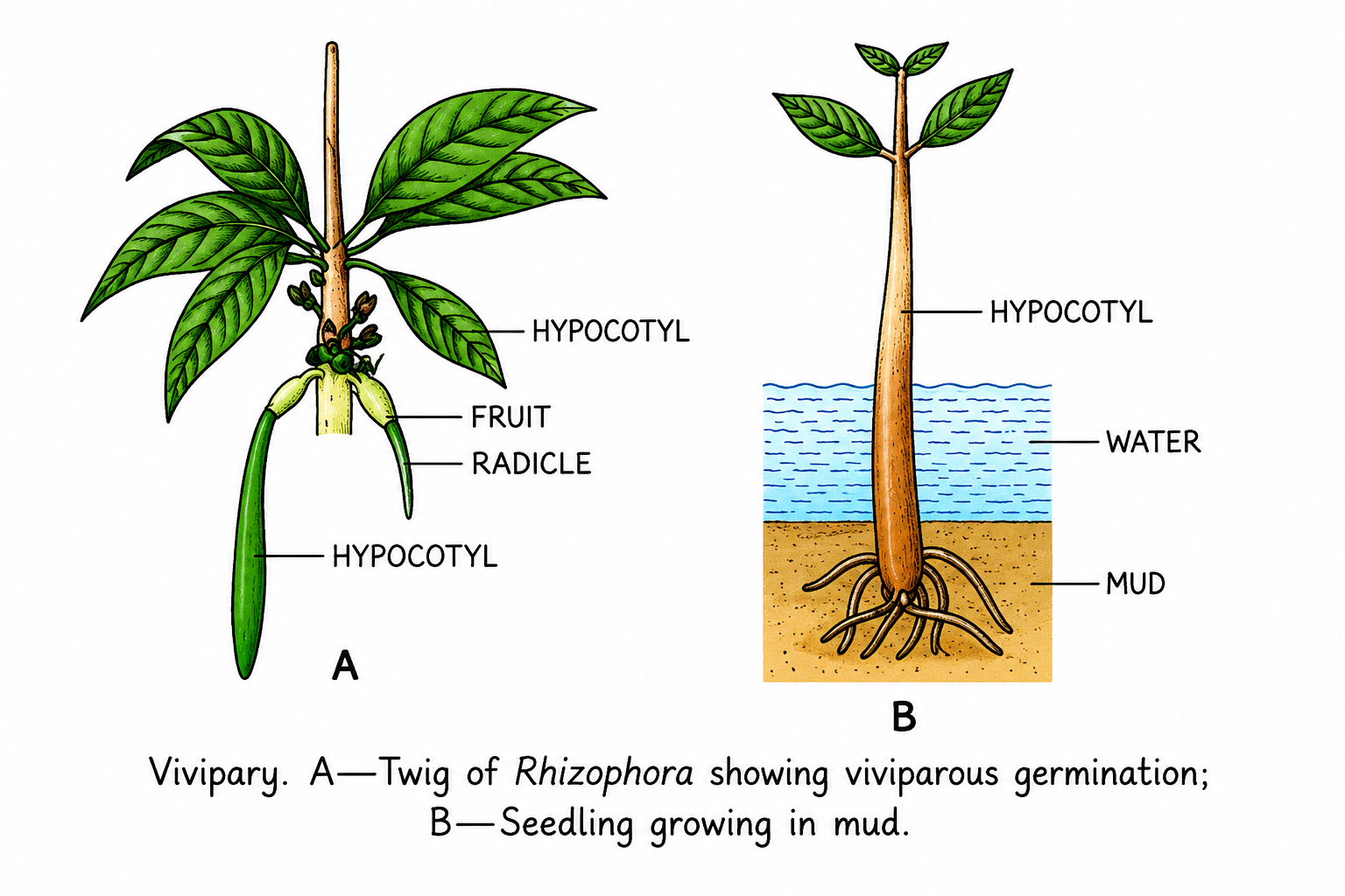 Viviparous Germination in Rhizophora